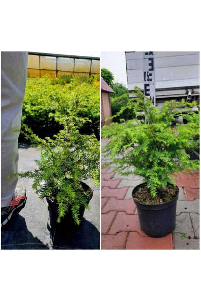 Тсуга канадська - 5л/вис.40-60см/Ø30-40см